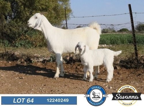 1+1 X SAVANNA FLOCK DOE GHAAP SAVANNAS & VAN ROOYS