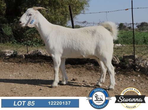 WITHDRAWN - 1 X SAVANNA PREGNANT DOE GHAAP SAVANNAS & VAN ROOYS