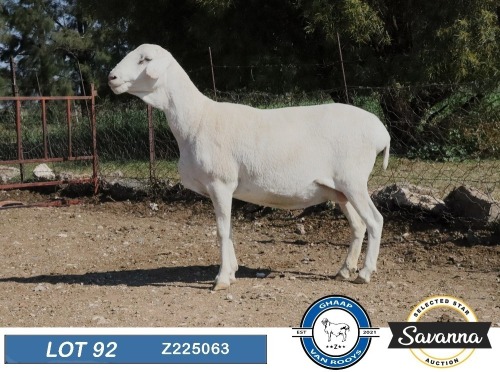 1+1 X VAN ROOY FLOCK EWE GHAAP SAVANNAS & VAN ROOYS
