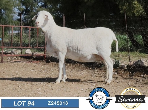 1+1 X VAN ROOY FLOCK EWE GHAAP SAVANNAS & VAN ROOYS