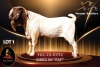 1 X BOER GOAT FLOCK 34-124 BUCK Passano Boerdery - 4
