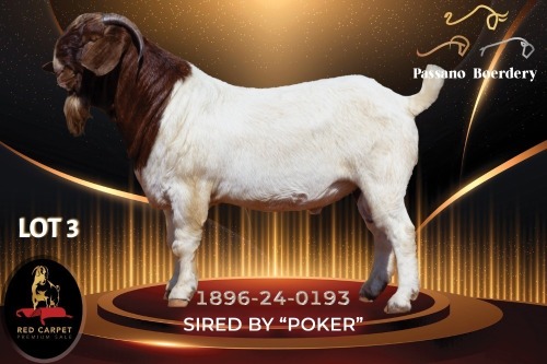 1 X BOER GOAT FLOCK 52-53 BUCK Passano Boerdery
