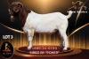 1 X BOER GOAT FLOCK 52-53 BUCK Passano Boerdery