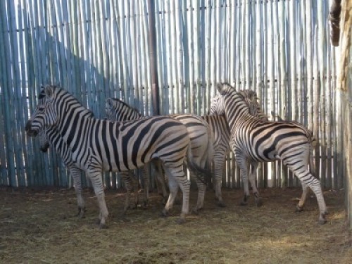 5x Sebra/Zebra M:1 V/F:4 (Per Stuk om lot te neem/Per piece to buy lot)