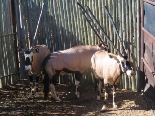 3x Gembok/Oryx 34" M:3 (Per Stuk om lot te neem/Per piece to buy lot)