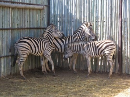 3x Sebra/Zebra M: 1 V/F:2 (Per Stuk om lot te neem/Per piece to buy lot)