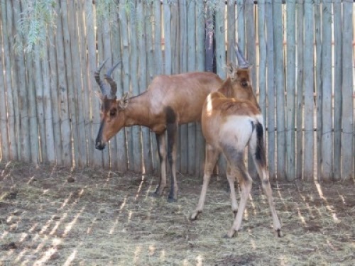 2x Rooihartebees/Red Heartbeest M:1 V/F:1 (Per Stuk om lot te neem/Per piece to buy lot)
