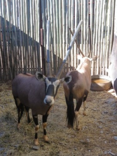 2x Gembok/Oryx 34" M:2 (Per Stuk om lot te neem/Per piece to buy lot)