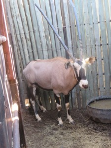 1x Gemsbok/Oryx 38" M:1