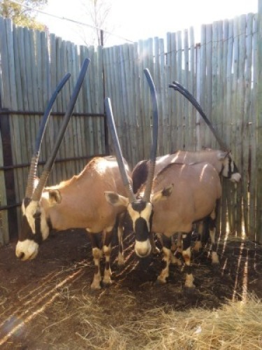 3x Gembok/Oryx M:3 (Per Stuk om lot te neem/Per piece to buy lot)