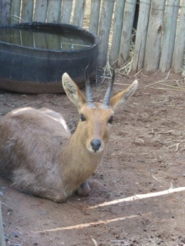 1x Ribbok/Rhebok&nbsp; 61/2" M:1