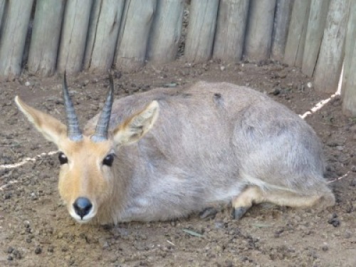 1x Ribbok/Rhebok&nbsp; M:1