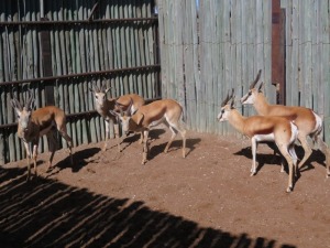 5x Springbok /Springbuck M:5 (Per Stuk om lot te neem/Per piece to buy lot)