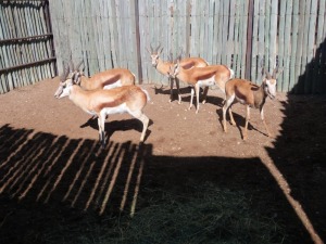 5x Springbok /Springbuck M:5 (Per Stuk om lot te neem/Per piece to buy lot)