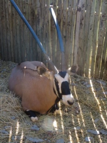 1x Gembok/Oryx 38" M:1