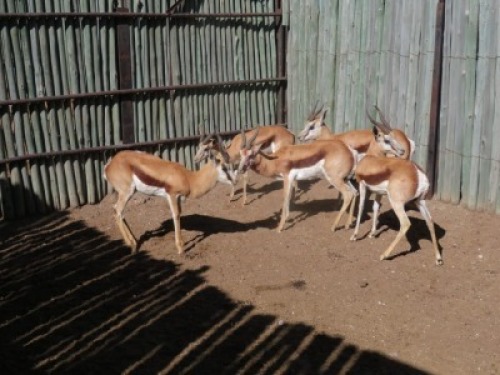 5x Springbok /Springbuck M:5 (Per Stuk om lot te neem/Per piece to buy lot)
