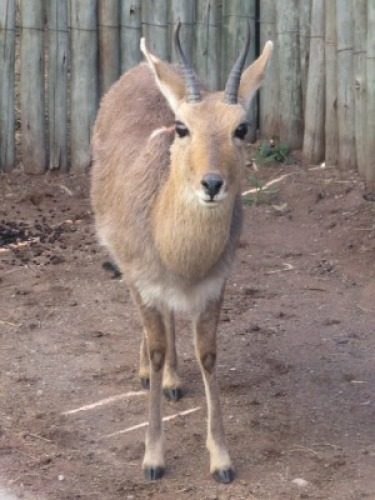 1x Ribbok/Rhebok&nbsp; M:1