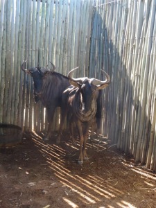 2x Blouwildebeest/Blue Wildebees M:2 (Per Stuk om lot te neem/Per piece to buy lot)