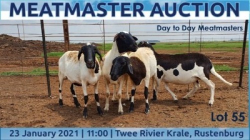 LOT 55 4X MEATMASTER OOI/EWE DAY TO DAY MEATMASTERS
