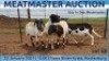 LOT 55 4X MEATMASTER OOI/EWE DAY TO DAY MEATMASTERS