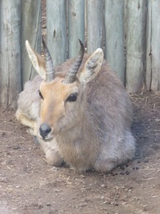 1x Ribbok/Rhebok  M:1