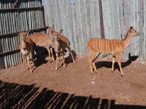 4x Njala/Nyala M:1 V/F:3 (Per Stuk om lot te neem/Per piece to buy lot)