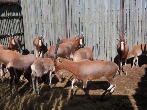 14x Blesbok/Blesbuck M:1 V/F:13 (Per Stuk om lot te neem/Per piece to buy lot)