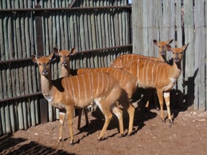 4x Njala/Nyala V/F:4 (Per Stuk om lot te neem/Per piece to buy lot)