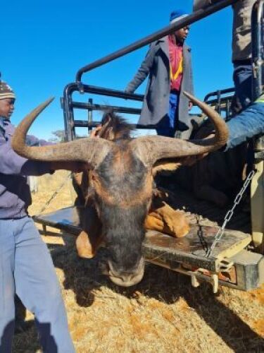 1x Blouwildebees/Blue Wildebeest 30" M:1