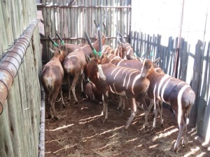 12x Blesbok/Blesbuck M:1 V/F:11 (Per Stuk om lot te neem/Per piece to buy lot)