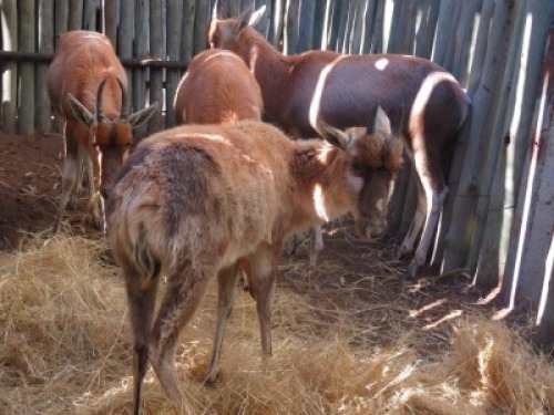 4x Blesbok/Blesbuck Jonk/Young V/F:14 (Per Stuk om lot te neem/Per piece to buy lot)