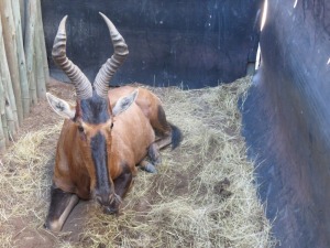 1x Rooihartebees/Red Heartbeest  M:1