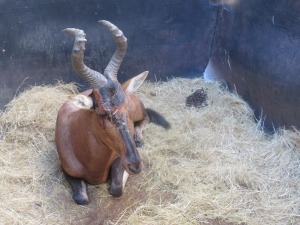 1x Rooihartebees/Red Heartbeest  M:1 