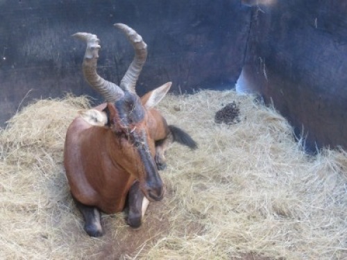 1x Rooihartebees/Red Heartbeest&nbsp; M:1 