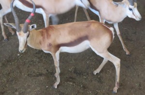 1x Kalahari Springbok/Springbuck 15 3/4" - Rooi Links/Red Left M:1 V/F: