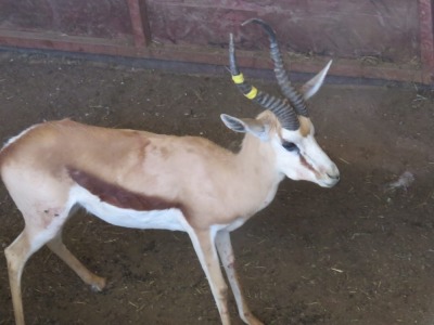 1x Kalahari Springbok/Springbuck 15 1/2" - Geel /Yellow Tag M:1 V/F: