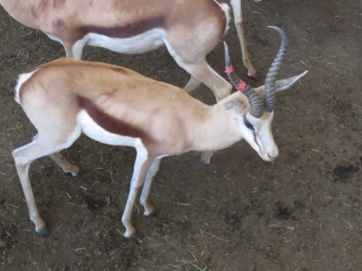 1x Kalahari Springbok /Springbuck 15"- Rooi Regs/Right M:1 V/F: