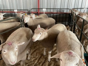 5X EWES COMMERCIAL HAGELAND ILE DE FRANCE PTY LTD (PER PIECE TO TAKE THE LOT)