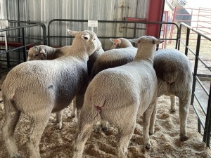 5X EWES COMMERCIAL HAGELAND ILE DE FRANCE PTY LTD (PER PIECE TO TAKE THE LOT)