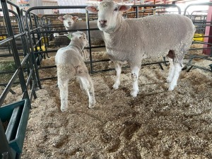 1X EWE BS180115 HAGELAND ILE DE FRANCE PTY LTD