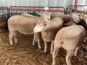 5X EWES COMMERCIAL HAGELAND ILE DE FRANCE PTY LTD (PER PIECE TO TAKE THE LOT)