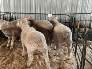 5X EWES COMMERCIAL HAGELAND ILE DE FRANCE PTY LTD (PER PIECE TO TAKE THE LOT)