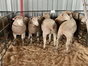 5X EWES COMMERCIAL HAGELAND ILE DE FRANCE PTY LTD (PER PIECE TO TAKE THE LOT)