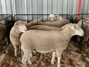 5X EWES COMMERCIAL HAGELAND ILE DE FRANCE PTY LTD (PER PIECE TO TAKE THE LOT)