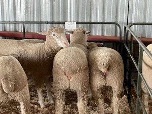 5X EWES COMMERCIAL HAGELAND ILE DE FRANCE PTY LTD (PER PIECE TO TAKE THE LOT)