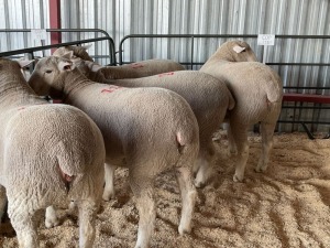 5X EWES COMMERCIAL HAGELAND ILE DE FRANCE PTY LTD (PER PIECE TO TAKE THE LOT)