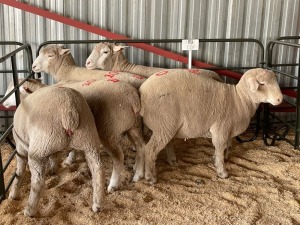 5X EWES COMMERCIAL HAGELAND ILE DE FRANCE PTY LTD (PER PIECE TO TAKE THE LOT)