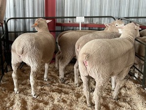 5X EWES COMMERCIAL HAGELAND ILE DE FRANCE PTY LTD (PER PIECE TO TAKE THE LOT)