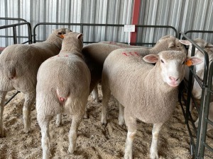 5X EWES COMMERCIAL HAGELAND ILE DE FRANCE PTY LTD (PER PIECE TO TAKE THE LOT)