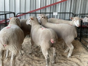 5X EWES COMMERCIAL HAGELAND ILE DE FRANCE PTY LTD (PER PIECE TO TAKE THE LOT)